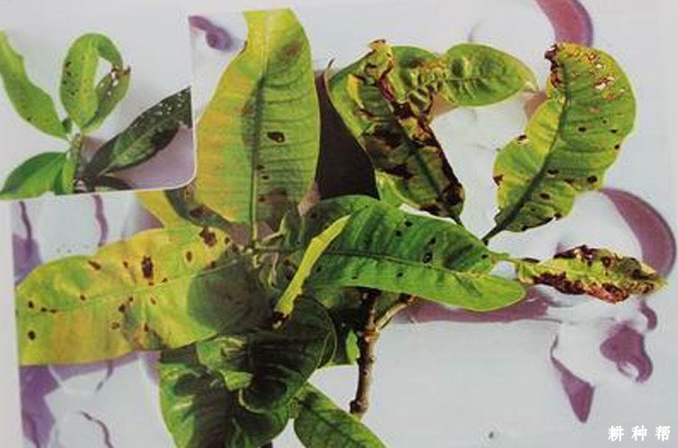 芒果细菌性黑斑病有哪些危害？附图片