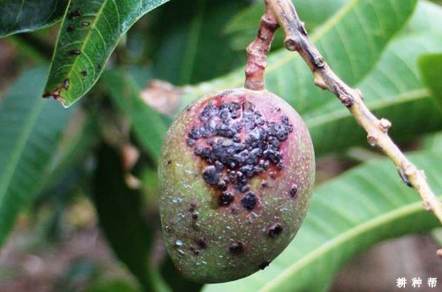 芒果细菌性黑斑病有哪些危害？附图片
