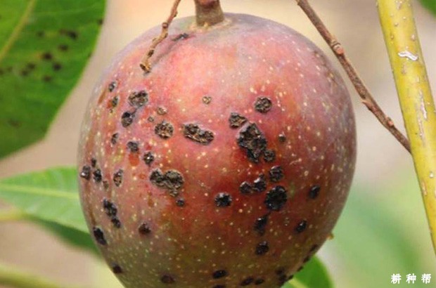 芒果细菌性黑斑病有哪些危害？附图片