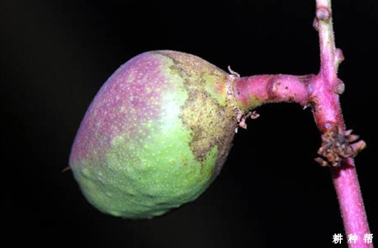 芒果蓟马如何防治？附图片