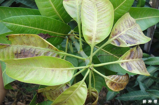 芒果蓟马如何防治？附图片