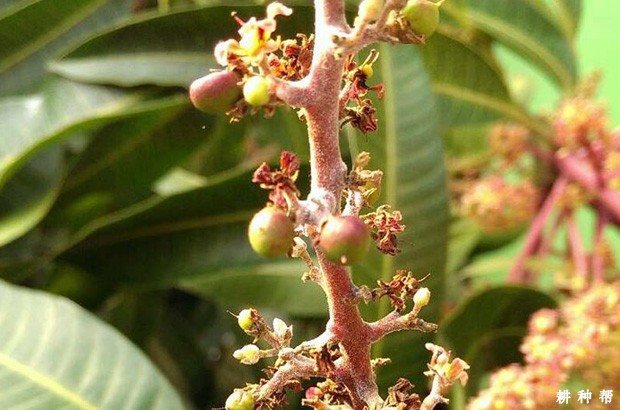 芒果白粉病怎么防治？附图片