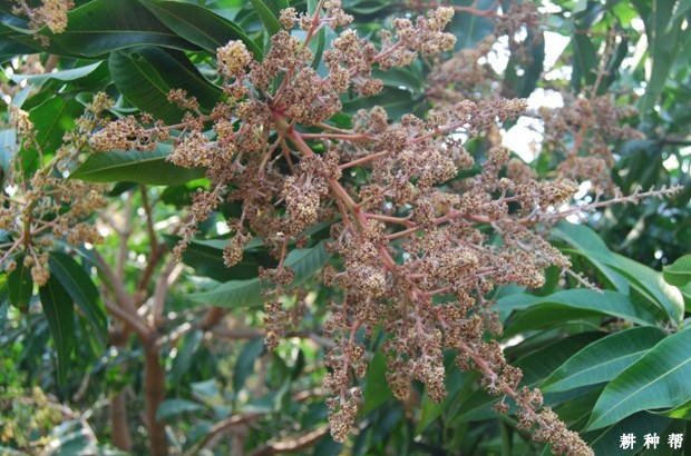 芒果白粉病怎么防治？附图片