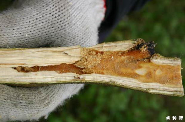 芒果脊胸天牛如何防治?附图片 芒果脊胸天牛如何防治?附图片