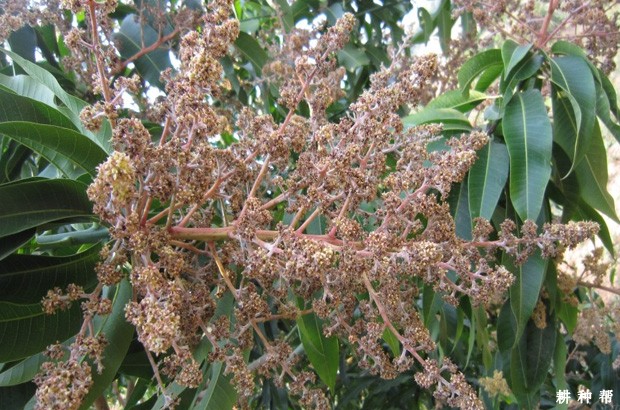 芒果白粉病怎么防治？附图片