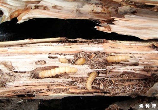 芒果脊胸天牛如何防治?附图片 芒果脊胸天牛如何防治?附图片