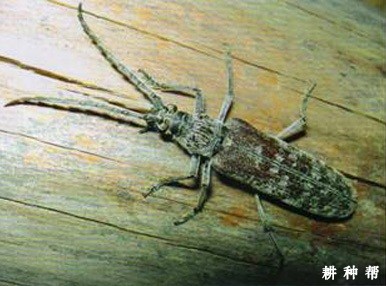 芒果脊胸天牛如何防治?附图片 芒果脊胸天牛如何防治?附图片