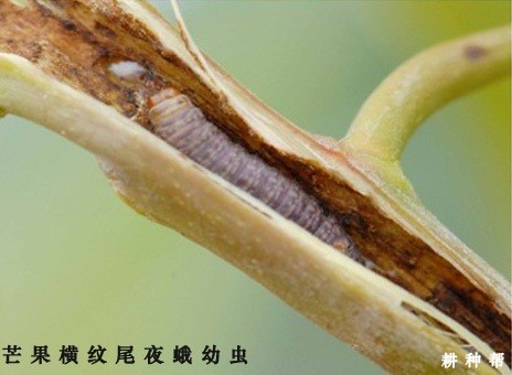 芒果横纹尾夜蛾如何防治？附图片
