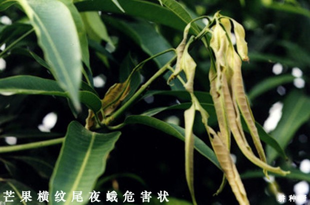 芒果横纹尾夜蛾如何防治？附图片