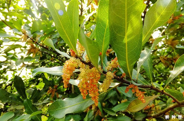 杨梅开花时间是什么时候？