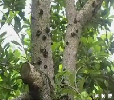 什么是杨梅癌肿病？附图片