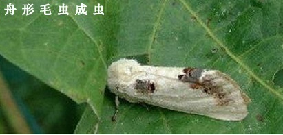 枇杷树舟形毛虫如何防治？附图片