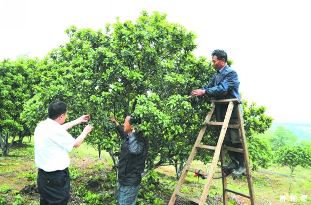 杨梅为什么疏花疏果？