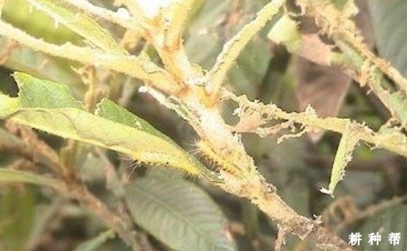 枇杷黄毛虫怎么防治？附图片