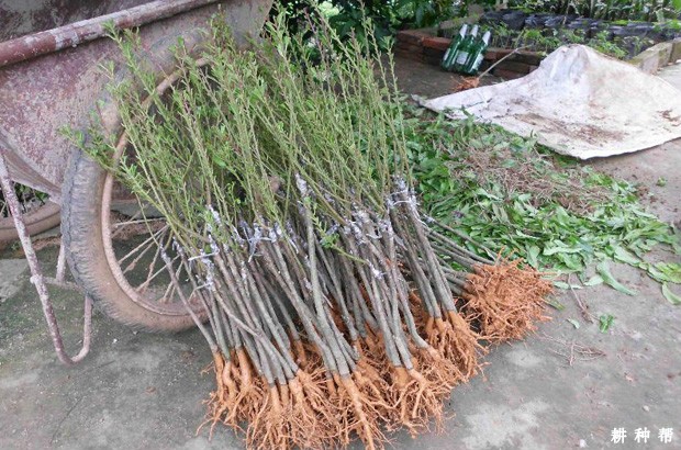 怎么移植杨梅树？