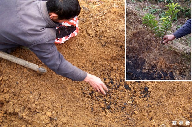 怎么移植杨梅树？