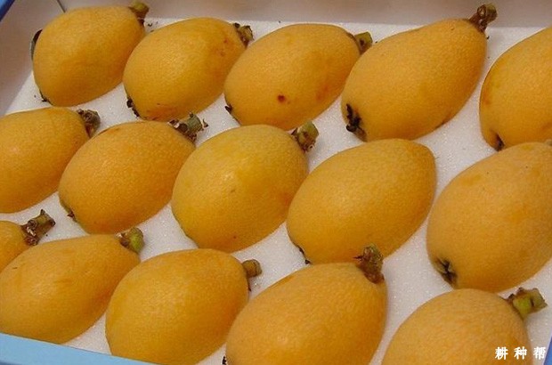 枇杷有哪些功效与作用？