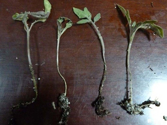 樱桃番茄猝倒病如何防治？附图片