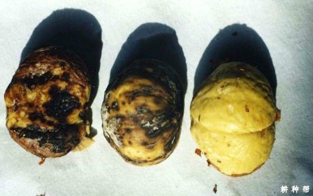 板栗种仁斑点病如何防治？