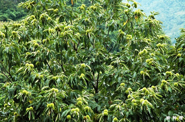 上虞魁栗品种好不好？
