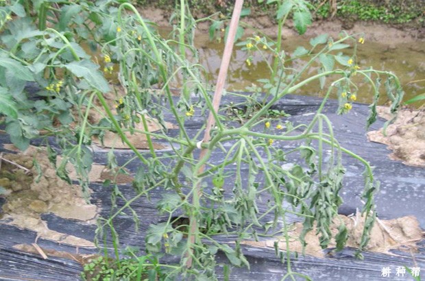 樱桃番茄（圣女果）青枯病如何防治？附图片
