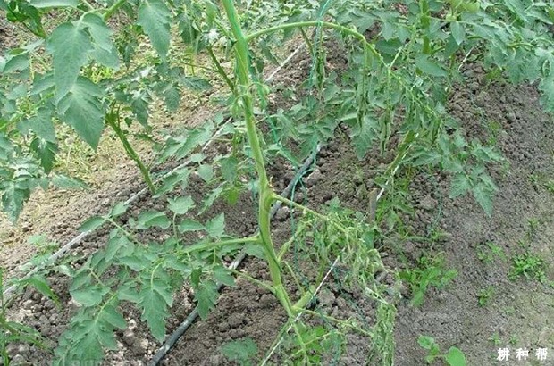 樱桃番茄（圣女果）青枯病如何防治？附图片