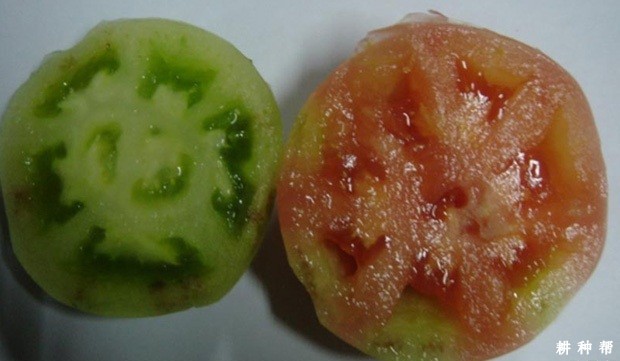 樱桃番茄（圣女果）筋腐病如何防治？附图片