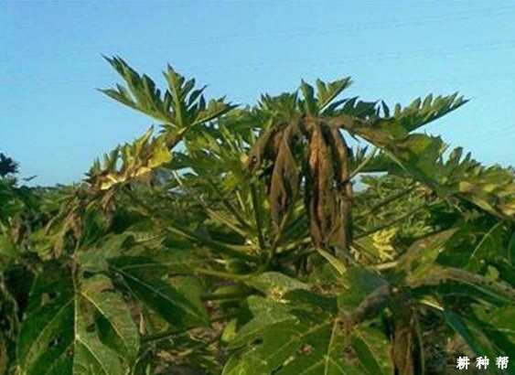 木瓜白星病如何防治？附图片