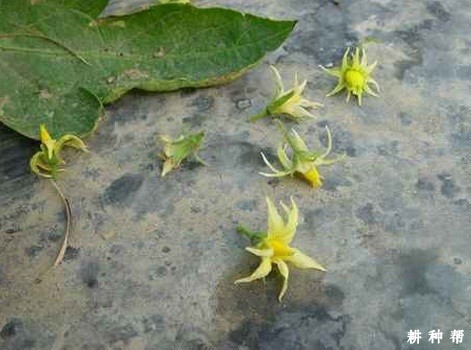 圣女果落花落果如何防治？
