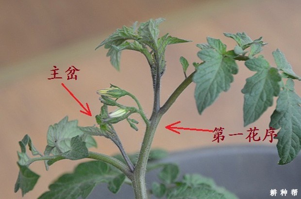 圣女果如何调整植株生长？