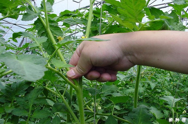 圣女果如何调整植株生长？