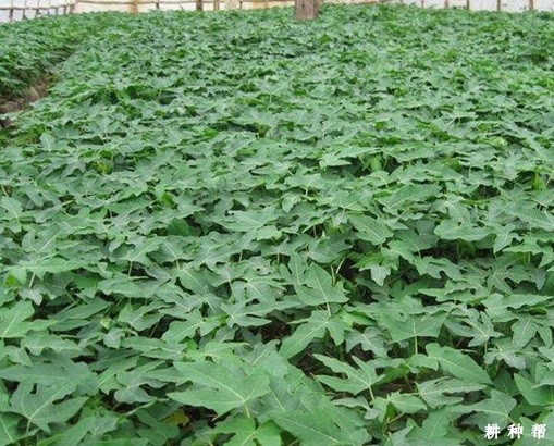 红妃木瓜品种好不好？