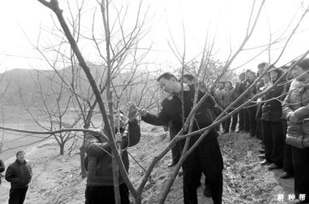 板栗什么时候可以修剪? 板栗什么时候可以修剪?