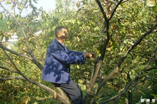 板栗什么时候可以修剪? 板栗什么时候可以修剪?