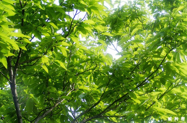 板栗什么时候可以修剪? 板栗什么时候可以修剪?