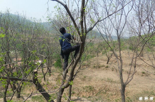 板栗什么时候可以修剪? 板栗什么时候可以修剪?