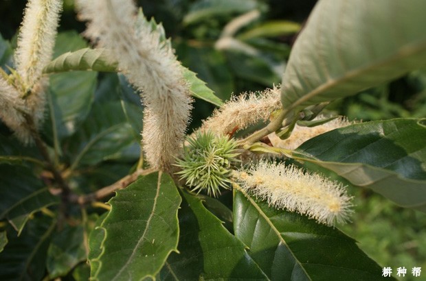 板栗每年什么季节浇水**？