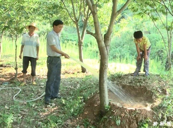 板栗每年什么季节浇水**？