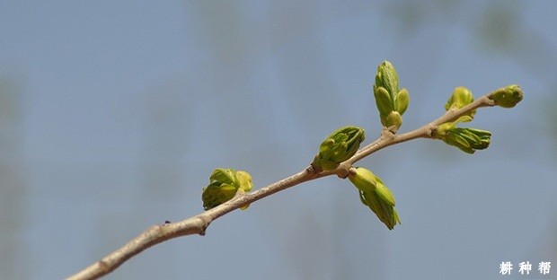 板栗每年什么季节浇水**？