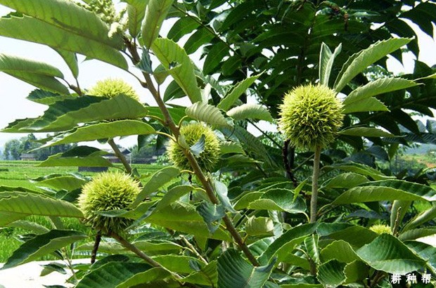 板栗每年什么季节浇水**？