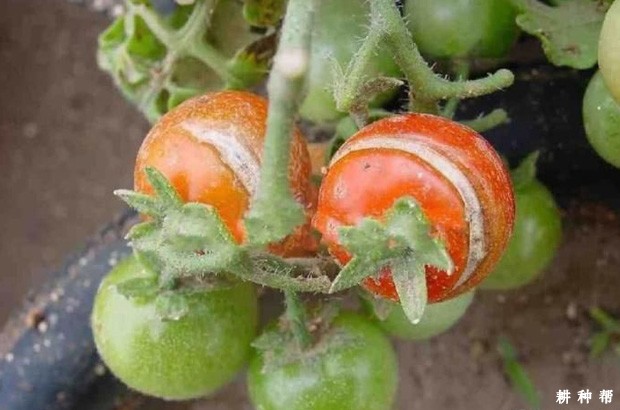 圣女果裂果如何防治?附图片 圣女果裂果如何防治?附图片