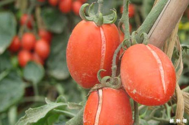 圣女果裂果如何防治?附图片 圣女果裂果如何防治?附图片