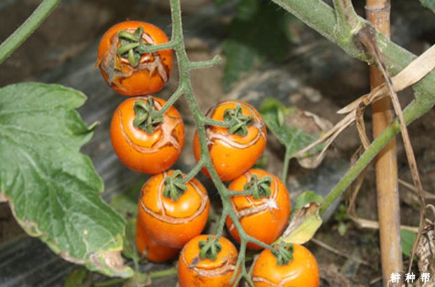 圣女果裂果如何防治?附图片 圣女果裂果如何防治?附图片