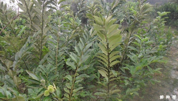 板栗树施什么肥好？