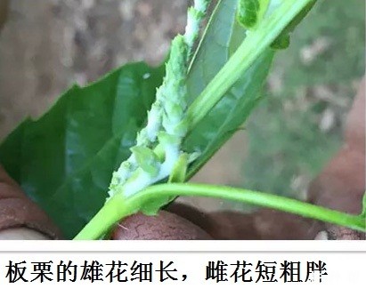 板栗为什么产生空苞，如何防治？