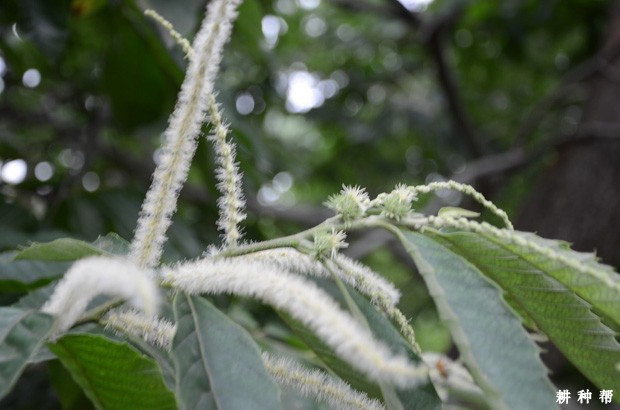 板栗树如何增加雌花？