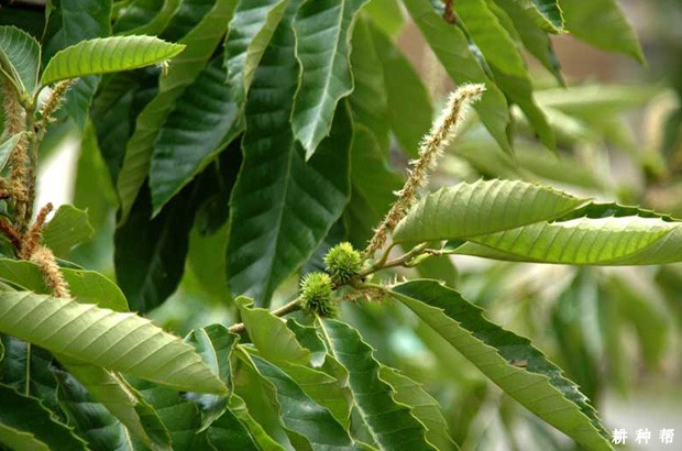 板栗树如何增加雌花？