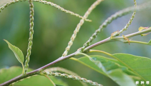 板栗如何疏花？
