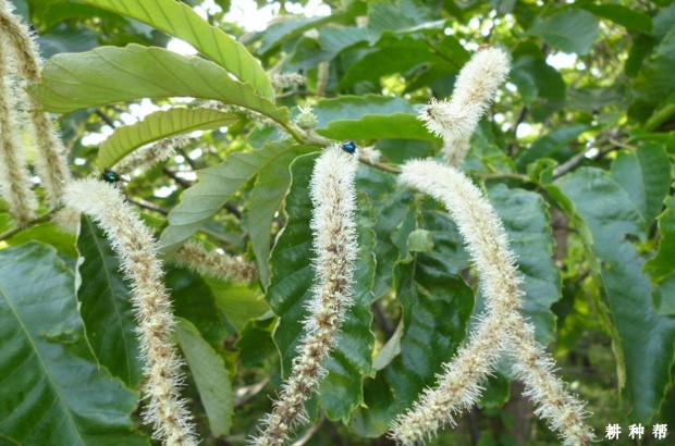 板栗如何疏花？