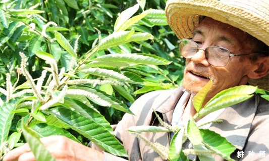 板栗树夏季如何修剪？